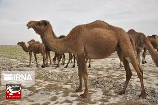 سیستان و بلوچستان دارای بیش&zwnj;از سه میلیون جمعیت دامی است