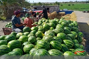 برداشت هندوانه از مزارع کشاورزان شهرستان دلگان