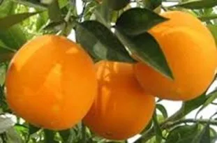 برنامه‌ریزی برای صادرات مرکبات مازندران الزامی است