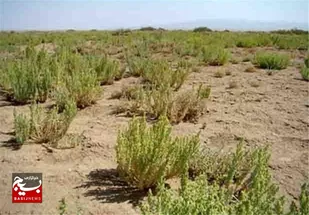 ضرورت اجرای فوری طرح&zwnj;های بیابان&zwnj;زدایی برای مهار ریزگرد&zwnj;ها در خوزستان