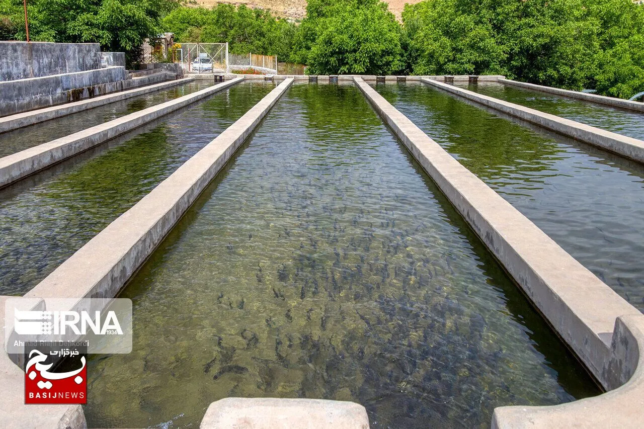 صادرات آبزیان خوزستان ۱۲۴ هزار دلار ارزآوری داشت