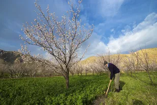 روییدن شکوفه های بهاری اردبیل