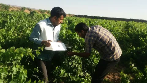 طرح بسیج همگام با کشاورز رکورد زد