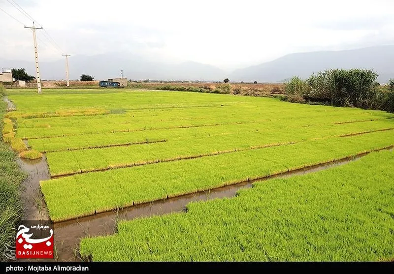راهکارهای علمی برای کاهش ۵۰ درصدی مصرف آب کشاورزی در خوزستان
