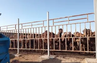 تولید سالانه 120 تن گوشت شتر در اسکو