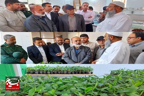 تولید بیش از ۱۰۰ هزار اصله نهال کشت بافت موز در مرکز تحقیقات کشاورزی بمپور