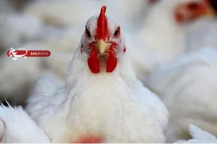 واکنش مرغداران به ممنوعیت صادرات
