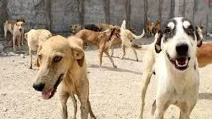 سگ&zwnj;های ولگرد بلای جان شهروندان بهابادی/شهردار بهاباد:مهم&zwnj;ترین وظیفه شهرداری تأمین امنیت شهروندان است
