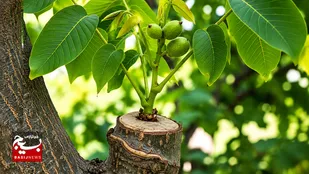 ۲۵۰۰ هکتار باغ گردوی خلخال در مسیر احیا