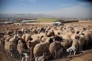 سارقان احشام در تنگستان ناکام ماندند