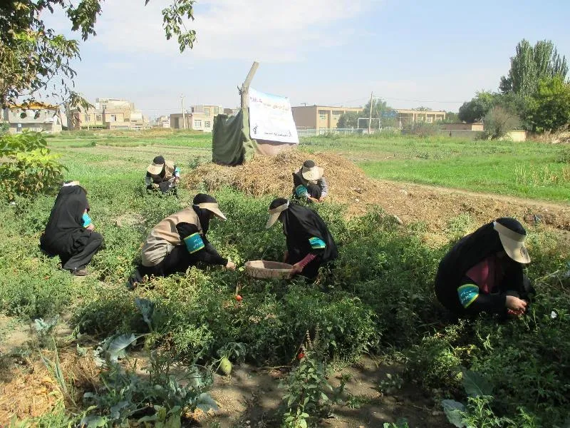 برگزاری اردوی جهادی کمک به برداشت محصول كشاورزان در همدان