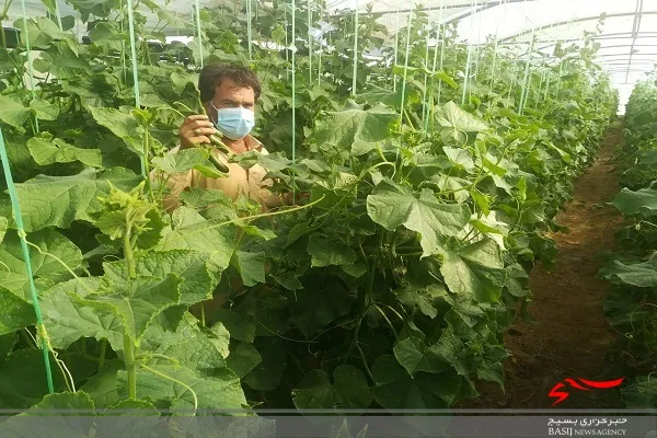 برداشت خیار گلخانه‌ای در ایرانشهر از مرز ٣ هزار تن گذشت