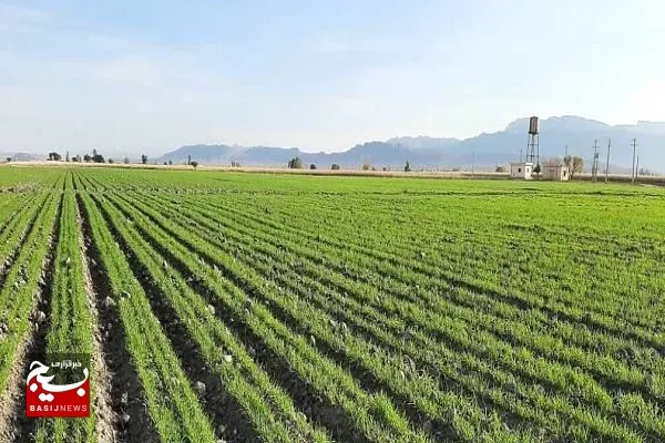 کشت گندم در سیستان و بلوچستان از مرز ۳۰ هزار هکتار گذشت