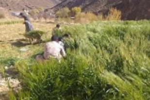 بسیجیان شهرستان خاش، به یاری کشاورزان شتافتند