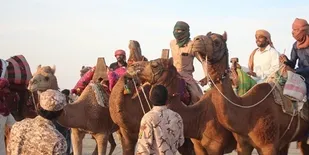 مسابقه شتردوانی جنوب شرق کشور در جاسک هرمزگان برگزار شد