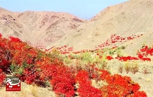 افزایش ۷ درصدی کشت سماق در گناباد/صادرات پودر ارگانیک سماق به کشورهای اتحادیه اروپایی و حوزه خلیج فارس + عکس