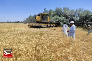 بیش از ۲۱ هزار تن گندم در سیستان و بلوچستان خریداری شد