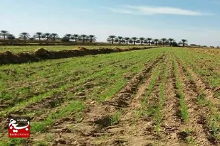 کشت پاییزه محصولات کشاورزی در شهرستان بمپور