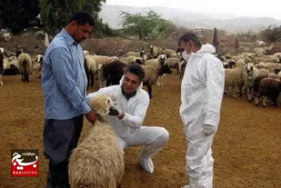 دامداران سمپاشی جایگاه&zwnj;های نگهداری احشام را جدی بگیرند