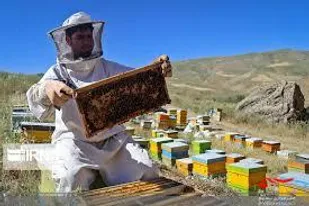 توزیع ۸۸۰ تن شکر بین زنبورداران لرستانی