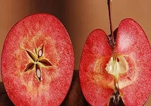 یک جریان سیاسی خاص خواهان گسترش محصولات&zwnj;تراریخته است
