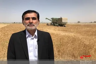 خرید گندم تضمینی درسیستان و بلوچستان از ٣٢ هزار تن فراتر رفت