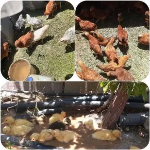 واکسیناسیون طیور در شهرستان سامان