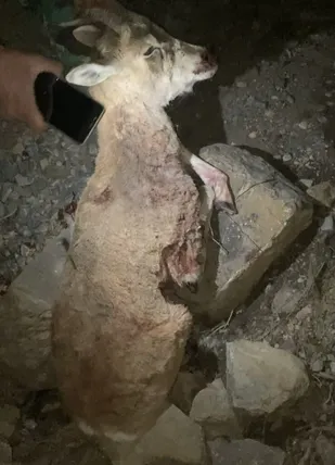 دستگیری شکارچیان متخلف در شاهرود