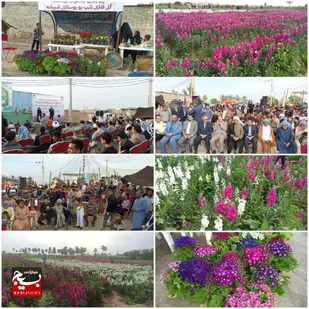 جشنواره برداشت گل های شب بو در حمیدیه