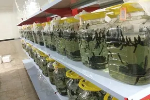 اشتغال&zwnj;زایی با پرورش یک خون&zwnj;آشام؛ تجارتی که درهمدان ناشناخته ماند