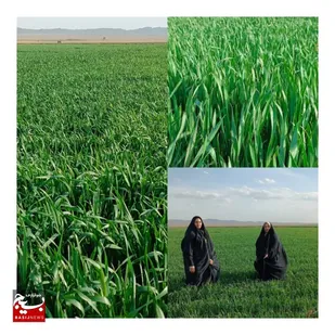 حضور جهادگران مروج کشاورزی شاهرود در باغات و مزارع بیارجمند