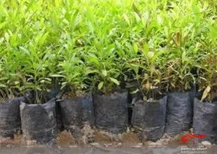 تولید نهال در چهارمحال و بختیاری
