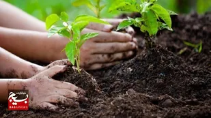 کاشت بیش از سه هزار نهال به جای حبس محکومان در باوی