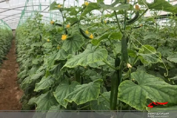 سرمایه گذاری۴۱ میلیارد تومانی بخش خصوصی خاش برای توسعه گلخانه ها