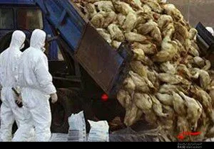 طرح امنیت غذایی در استان‌های مرزی اجرا می‌شود