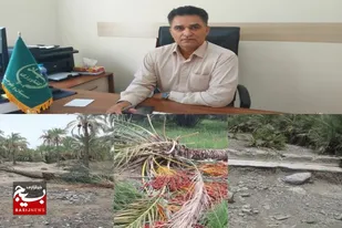 خسارت ۷۷۰ میلیاردتومانی بارندگی&zwnj;های اخیر به بخش کشاورزی جنوب سیستان و بلوچستان