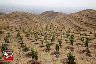 طرح کشت یک میلیارد درخت در کشور درحال اجراست