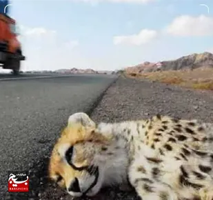 تکرار حادثه تلخ مرگ یوز آسیایی در اثر تصادف